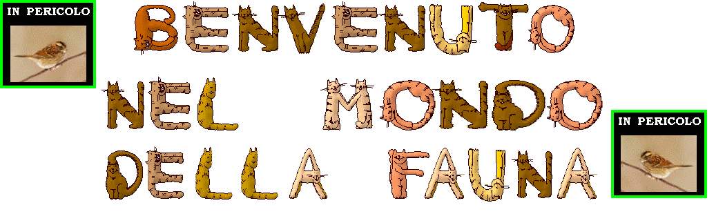  WhatAWonderfulWorld_Fauna_IT.gif 